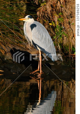 鶴見川で魚を探すアオサギ 137389258