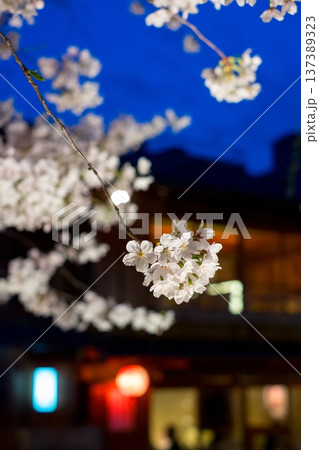 夜桜 夜桜 137389323