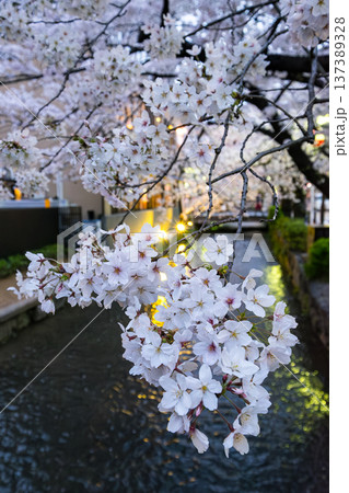 夜桜 137389328