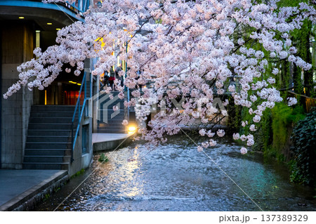 夜桜 夜桜 137389329