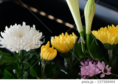 仏前に供えられた美しい菊の花 仏前に供えられた美しい菊の花 137389404