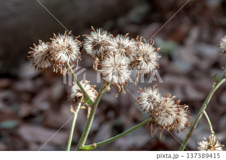 花後にふわふわした綿毛が淡い透過光で輝くツワブキ 花後にふわふわした綿毛が淡い透過光で輝くツワブキ 137389415
