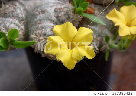 パキポディウム・ブレビカウレ（恵比寿笑い）の黄色い花 137389422