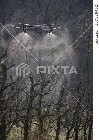 Agricultural drone spraying crop protection mist over pruned fruit trees in orchard for precision farming Agricultural drone spraying crop protection mist over pruned fruit trees in orchard for precision farming 137389452