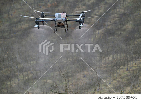 Agricultural drone spraying crop protection mist over pruned fruit trees in orchard for precision farming Agricultural drone spraying crop protection mist over pruned fruit trees in orchard for precision farming 137389455