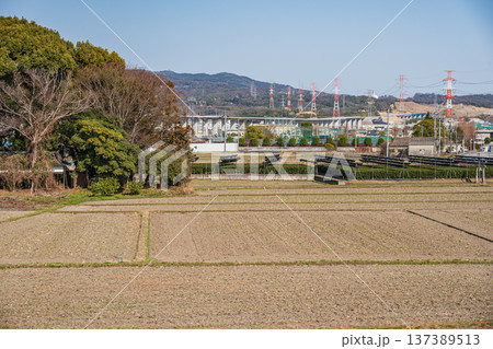 春の田園風景　京都府城陽市 137389513