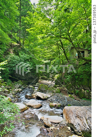 日原鍾乳洞 入口近くの風景(夏、六月) 日原鍾乳洞 入口近くの風景(夏、六月) 137389563