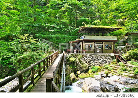 日原鍾乳洞　入口近くの風景（夏、六月） 137389566