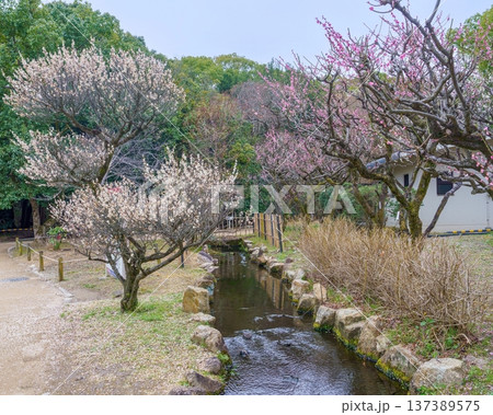 日本の早春を彩る満開の梅の花と小川の流れる風景 137389575