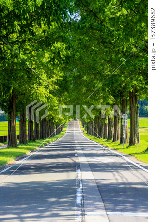 メタセコイヤ並木 137389682