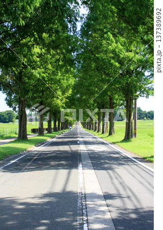 メタセコイヤ並木 137389692