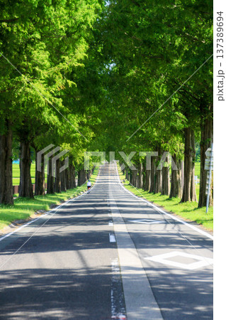 メタセコイヤ並木 137389694