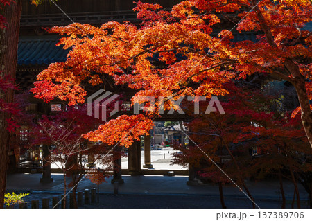 秋の山梨県身延町 紅葉の身延山久遠寺 秋の山梨県身延町 紅葉の身延山久遠寺 137389706