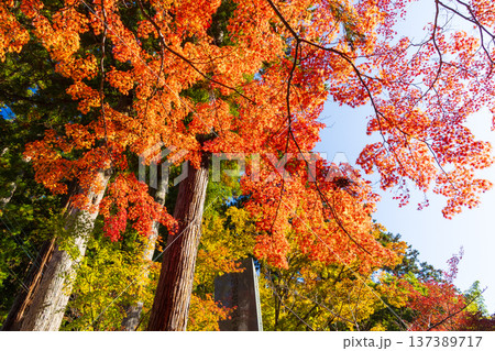 秋の山梨県身延町 紅葉の身延山久遠寺 秋の山梨県身延町 紅葉の身延山久遠寺 137389717