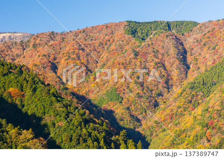 秋の山梨県身延町　紅葉の身延山久遠寺 137389747
