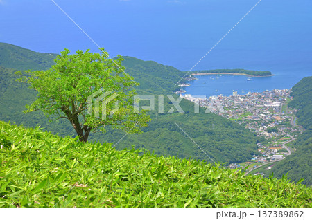 伊豆半島の伊豆山稜線歩道の達磨山　笹原の一本木と戸田漁港 137389862