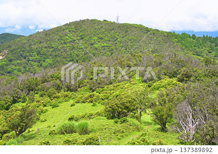 伊豆半島の伊豆山稜線歩道 小達磨山より望む金冠山 伊豆半島の伊豆山稜線歩道 小達磨山より望む金冠山 137389892