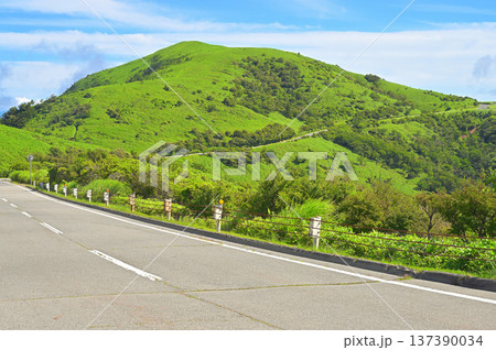 伊豆半島の西伊豆スカイライン 夏の草原風景 達磨山 伊豆半島の西伊豆スカイライン 夏の草原風景 達磨山 137390034