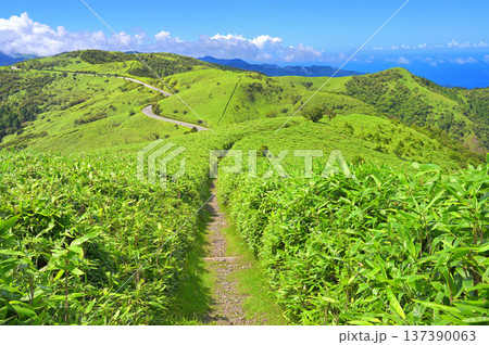 伊豆半島 夏の伊豆山稜線歩道 達磨山の登山道より緑の山地 伊豆半島 夏の伊豆山稜線歩道 達磨山の登山道より緑の山地 137390063