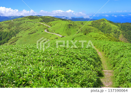 伊豆半島 夏の伊豆山稜線歩道 達磨山の登山道より緑の山地 伊豆半島 夏の伊豆山稜線歩道 達磨山の登山道より緑の山地 137390064