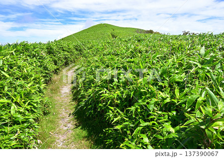 伊豆半島 夏の伊豆山稜線歩道 達磨山の山頂へ続く草原の道 伊豆半島 夏の伊豆山稜線歩道 達磨山の山頂へ続く草原の道 137390067