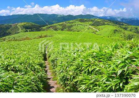 伊豆半島 達磨山より望む夏の伊豆山稜線歩道 左から猫越岳、三葢山、猫越岳、後藤山、魂ノ山、古稀山 伊豆半島 達磨山より望む夏の伊豆山稜線歩道 左から猫越岳、三葢山、猫越岳、後藤山、魂ノ山、古稀山 137390070