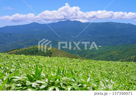 伊豆半島　伊豆山稜線歩道の達磨山より笹原の向こうに雲わく天城山を望む 137390071