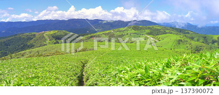 伊豆半島　伊豆山稜線歩道の達磨山より　夏の草原の風景のパノラマ 137390072