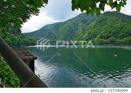 奥多摩湖 麦山浮橋から見る峰谷橋(夏、六月) 奥多摩湖 麦山浮橋から見る峰谷橋(夏、六月) 137390094
