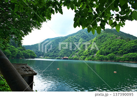 奥多摩湖　麦山浮橋から見る峰谷橋（夏、六月） 137390095