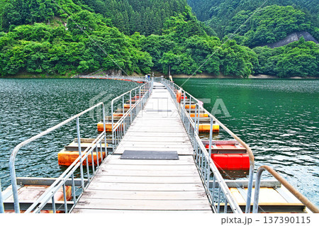 奥多摩湖 麦山浮橋(夏、六月) 奥多摩湖 麦山浮橋(夏、六月) 137390115