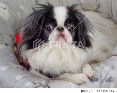クッションベッドでくつろぐ狆の犬 クッションベッドでくつろぐ狆の犬 137390143