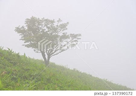 伊豆半島の伊豆山稜線歩道　山霧の達磨山　熊笹に立つ一本木 137390172