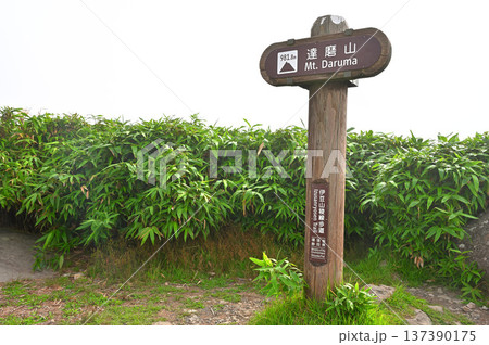 伊豆半島の伊豆山稜線歩道 夏の達磨山の頂 伊豆半島の伊豆山稜線歩道 夏の達磨山の頂 137390175
