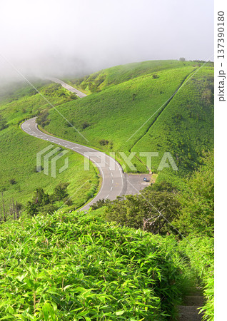 伊豆半島の伊豆山稜線歩道　夏の達磨山より緑の中の西伊豆スカイライン 137390180