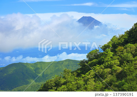 夏の伊豆半島 伊豆山稜線歩道より望む富士山 夏の伊豆半島 伊豆山稜線歩道より望む富士山 137390191