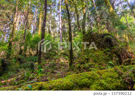 苔が日本一きれいな森　屋久島国立公園(秋 137390212