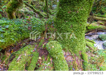 苔が日本一きれいな森　屋久島国立公園(秋 137390213