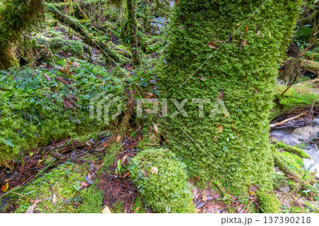 苔が日本一きれいな森　屋久島国立公園(秋 137390218