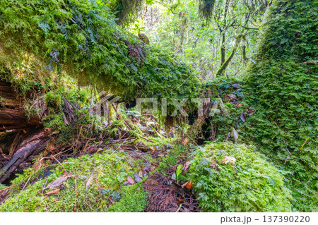 苔が日本一きれいな森　屋久島国立公園(秋 137390220