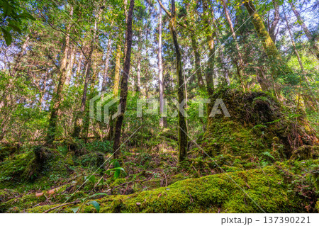 苔が日本一きれいな森　屋久島国立公園(秋 137390221