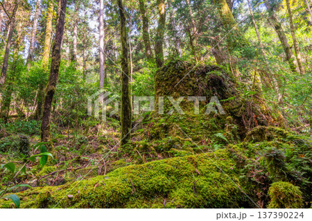 苔が日本一きれいな森 屋久島国立公園(秋 苔が日本一きれいな森 屋久島国立公園(秋 137390224