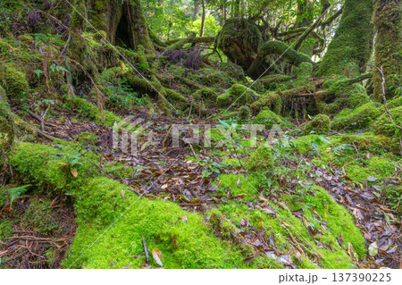 苔が日本一きれいな森　屋久島国立公園(秋 137390225