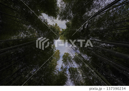竹林,竹,森林,自然,見上げ構図,竹林の空,竹の森,竹林風景,日本の自然,癒し 竹林,竹,森林,自然,見上げ構図,竹林の空,竹の森,竹林風景,日本の自然,癒し 137390234