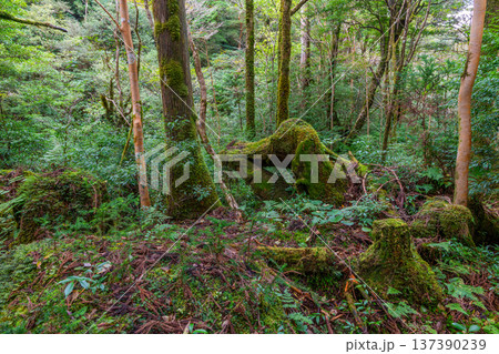 苔が日本一きれいな森　屋久島国立公園(秋 137390239