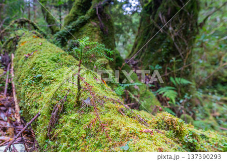 未来の屋久杉 屋久島国立公園(秋 未来の屋久杉 屋久島国立公園(秋 137390293