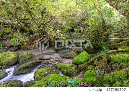苔が日本一きれいな渓谷　屋久島国立公園(秋 137390307