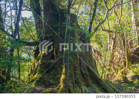 巨大屋久杉切り株 屋久島国立公園(秋 巨大屋久杉切り株 屋久島国立公園(秋 137390355