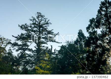 美しい針葉樹林の森　屋久島国立公園(秋 137390462
