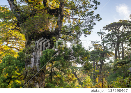 美しい針葉樹林の森 屋久島国立公園(秋 美しい針葉樹林の森 屋久島国立公園(秋 137390467